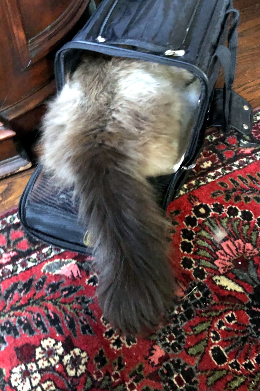 MaxiCat halfway into his carrier, fluffy tail trailing behind him