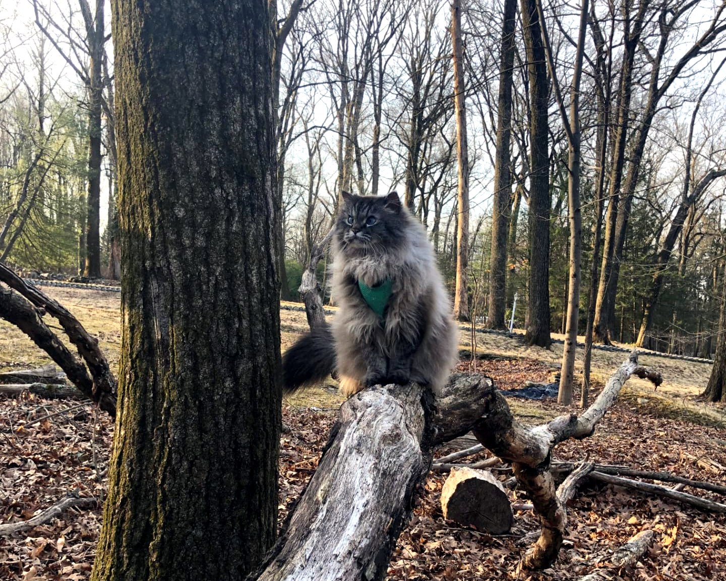 The real MaxiCat sitting on a fallen log in the woods
